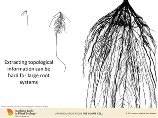 Root Ph Phenomics of Root System Architecture: Measuring and Analyzing Root ...