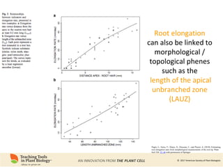 Root Ph Phenomics of Root System Architecture: Measuring and Analyzing Root ...