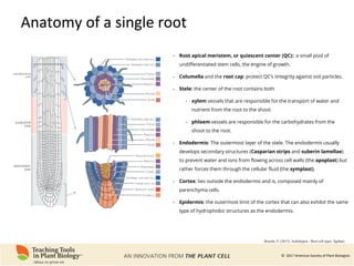 Root Ph Phenomics of Root System Architecture: Measuring and Analyzing Root ...
