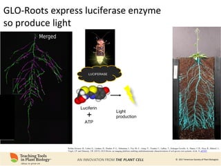 Root Ph Phenomics of Root System Architecture: Measuring and Analyzing Root ...