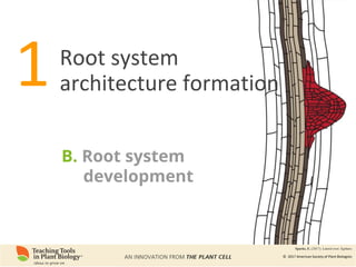 Root Ph Phenomics of Root System Architecture: Measuring and Analyzing Root ...
