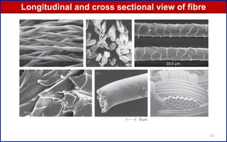 13
Longitudinal and cross sectional view of fibre
 