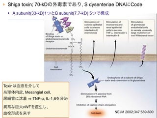    Shiga toxin; 70-kDの外毒素であり, S dysenteriae DNAにCode
       A subunit(33-kD)1つとB subunit(7.7-kD) 5つで構成




Toxinは血液を介して
糸球体内皮, Mesangial cell,
尿細管に沈着          TNF-α, IL-1,6を分泌

異常な巨大vWFを産生し,
血栓形成を来す                                              NEJM 2002;347:589-600
 