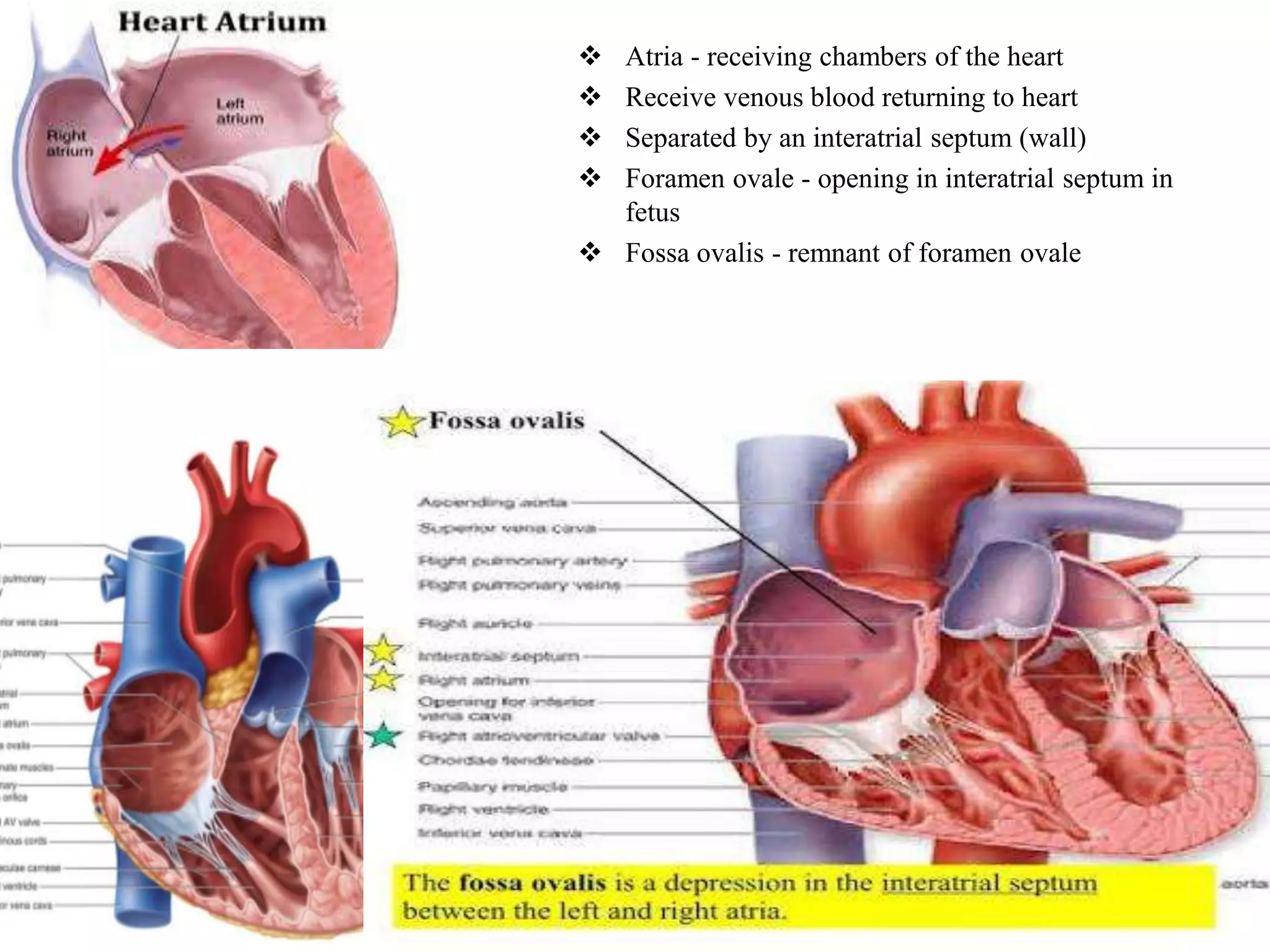 Anatomy of heart dr nikunj shekhada (mbbs,ms gen surg ,dnb cts SR) 11 6 ...