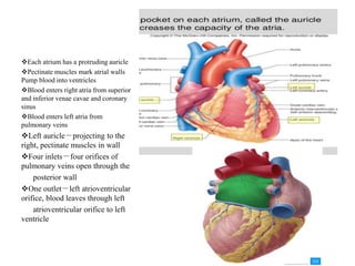 Anatomy of heart dr nikunj shekhada (mbbs,ms gen surg ,dnb cts SR) 11 6 ...