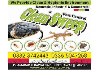 Pest Control Rawalpindi