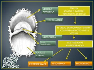 Neuroectodermo Tubo neural neuroembriología neuroanatomía | PDF