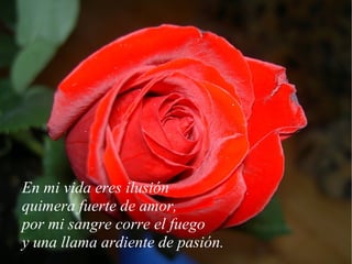 En mi vida eres ilusión quimera fuerte de amor, por mi sangre corre el fuego y una llama ardiente de pasión. 