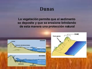 Dunas La vegetación permite que el sedimento  se deposite y que se erosione brindando  de esta manera una protección natural 