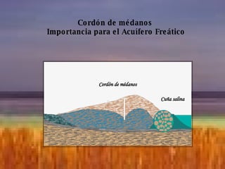 Cordón de médanos  Importancia para el Acuífero Freático Cordón de médanos Cuña salina 