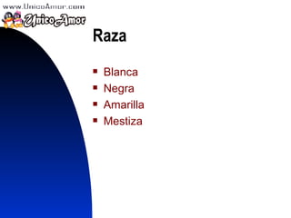 Raza Blanca Negra Amarilla Mestiza 