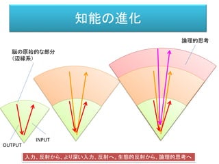 知能の進化
入力、反射から、より深い入力、反射へ。生態的反射から、論理的思考へ
論理的思考
脳の原始的な部分
（辺縁系）
INPUT
OUTPUT
 