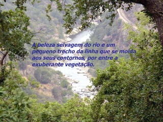 A beleza selvagem do rio e um pequeno trecho da linha que se molda aos seus contornos, por entre a exuberante vegetação. 