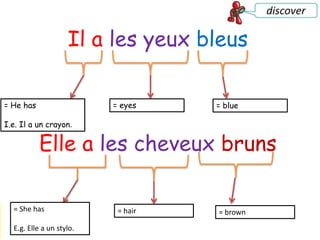 Il a les yeux bleus
1. What do the 3 parts mean?
2. What does the whole sentence mean?
= He has
I.e. Il a un crayon.
= eyes = blue
Elle a les cheveux bruns
= She has
E.g. Elle a un stylo.
= hair = brown
 