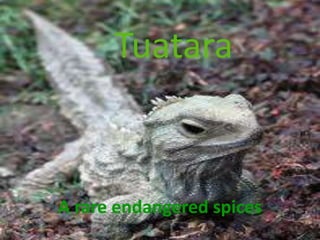 Tuatara


A rare endangered spices
 