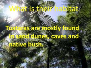What is their habitat?

Tuataras are mostly found
 in sand dunes, caves and
 native bush.
 