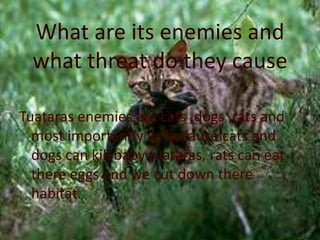 What are its enemies and
  what threat do they cause

Tuataras enemies are cats ,dogs ,rats and
  most importantly us because cats and
  dogs can kill baby tuataras, rats can eat
  there eggs and we cut down there
  habitat.
 