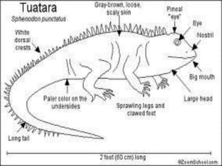 Tuatara by Lara