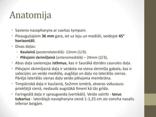 Anatomija
• Savieno nasopharynx ar cavitas tympani.
• Pieaugušajiem 36 mm gara, iet uz leju un mediāli, veidojot 45°
horizontāli.
• Divas daļas:
• Kaulainā (posterolaterālā)- 12mm (1/3).
• Plēvjaini skrimšļainā (anteromediālā) – 24mm (2/3),

• Abas daļa savienojas isthmus, kas ir šaurākā dzirdes caurules daļa.
• Plēvjaini skrimšļainā daļa ir veidota no viena skrimšļa gabala, kas ir
salocijies un veido mediālo, augšējo un daļu no laterālās sienas.
Pārējo laterālās sienas daļu veido plēvjaina membrāna.
• Timpāniskā daļa ir kaulainā, 5x2mm izmērā, atveras vidusauss
priekšējā sienā, nedaudz augstākā līmenī kā tās grīda.
• Faringeālā daļa ir spraugveida (vertikāli). Veido valnīti - torus
tubarius - laterālajā nasopharynx sienā 1-1,25 cm aiz concha nasalis
inferior beigām.

 