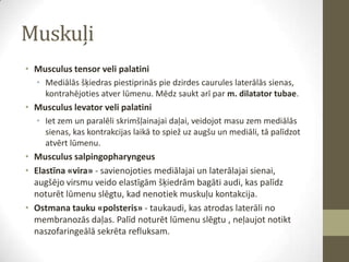 Muskuļi
• Musculus tensor veli palatini
• Mediālās šķiedras piestiprinās pie dzirdes caurules laterālās sienas,
kontrahējoties atver lūmenu. Mēdz saukt arī par m. dilatator tubae.

• Musculus levator veli palatini
• Iet zem un paralēli skrimšļainajai daļai, veidojot masu zem mediālās
sienas, kas kontrakcijas laikā to spiež uz augšu un mediāli, tā palīdzot
atvērt lūmenu.

• Musculus salpingopharyngeus
• Elastīna «vira» - savienojoties mediālajai un laterālajai sienai,
augšējo virsmu veido elastīgām šķiedrām bagāti audi, kas palīdz
noturēt lūmenu slēgtu, kad nenotiek muskuļu kontakcija.
• Ostmana tauku «polsteris» - taukaudi, kas atrodas laterāli no
membranozās daļas. Palīd noturēt lūmenu slēgtu , neļaujot notikt
naszofaringeālā sekrēta refluksam.

 