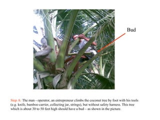 Step A: The man - operator, an entrepreneur climbs the coconut tree by foot with his tools
(e.g. knife, bamboo carrier, collecting jar, strings), but without safety harness. This tree
which is about 30 to 50 feet high should have a bud – as shown in the picture.
Bud
 