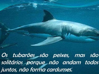 Os tubarões são peixes, mas são solitários porque não andam todos juntos, não forma cardumes.