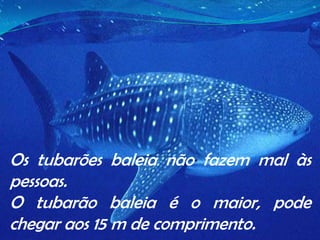Os tubarões baleia não fazem mal às pessoas.O tubarão baleia é o maior, pode chegar aos 15 m de comprimento.