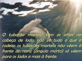 O tubarão martelo tem os olhos na cabeça de lado, não vê tudo o que o rodeia: os tubarões martelo não vêem à frente do nariz (ângulo morto) só vêem para os lados e mais à frente. 