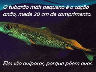 O tubarão mais pequeno é o cação anão, mede 20 cm de comprimento.Eles são ovíparos, porque põem ovos.    