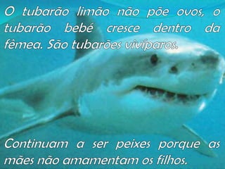 O tubarão limão não põe ovos, o tubarão bebé cresce dentro da fêmea. São tubarões vivíparos. Continuam a ser peixes porque as mães não amamentam os filhos.