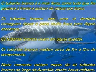O tubarão branco é o mais feroz, come tudo que lhe aparece à frente e gostam de atacar por baixo.Os tubarões brancos com uma só dentada conseguem deixar a presa muito fraca para depois atacarem.Os tubarões brancos vivem em águas quentes.Os tubarões brancos medem cerca de 7m a 12m de comprimento.Neste momento existem menos de 40 tubarões brancos ao largo da Austrália, dantes havia milhares. 