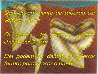 Quando um dente de tubarão cai volta a crescer.Os dentes do tubarão podem chegar aos 7,5 cm. Eles podem ter dentes de diversas formas para atacar a presa.                    