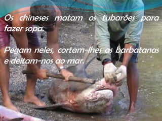Os chineses matam os tubarões para fazer sopa.Pegam neles, cortam-lhes as barbatanas e deitam-nos ao mar.