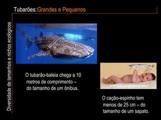 Tubarões: Grandes e Pequenos Diversidade de tamanhos e nichos ecológicos O tubarão-baleia chega a 10 metros de comprimento –  do tamanho de um ônibus. O cação-espinho tem menos de 25 cm – do tamanho de um sapato. 