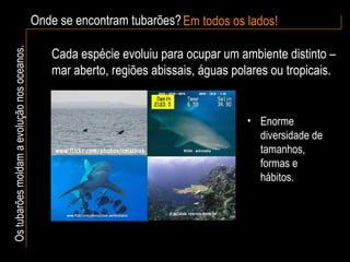 Onde se encontram tubarões?  Em todos os lados! Os tubarões moldam a evolução nos oceanos. Cada espécie evoluiu para ocupar um ambiente distinto – mar aberto, regiões abissais, águas polares ou tropicais. Enorme diversidade de tamanhos, formas e hábitos. 