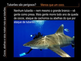 Tubarões são perigosos? Menos que um coco. Cocos, abelhas e raios matam mais que tubarões. Nenhum tubarão – nem mesmo o grande branco – vê gente como presa. Mais gente morre todo ano de queda de cocos, ataque de cachorros ou abelhas do que por ataque de tubarão. 