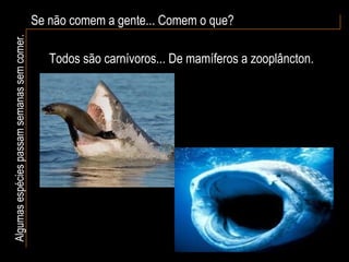 Se não comem a gente... Comem o que? Algumas espécies passam semanas sem comer. Todos são carnívoros... De mamíferos a zooplâncton. 