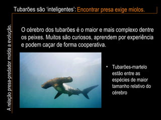 Tubarões são ‘inteligentes’: Encontrar presa exige miolos. A relação presa-predador molda a evolução. O cérebro dos tubarões é o maior e mais complexo dentre os peixes. Muitos são curiosos, aprendem por experiência e podem caçar de forma cooperativa. Tubarões-martelo estão entre as espécies de maior tamanho relativo do cérebro 