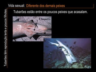 Vida sexual: Diferente dos demais peixes Tubarões têm reprodução lenta e poucos filhotes. Tubarões estão entre os poucos peixes que acasalam.  