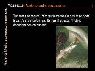 Vida sexual:   Madurez tardia, poucas crias Filhotes de tubarão nascem poucos e espaçados. Tubarões se reproduzem tardiamente e a gestação pode levar  de um a dois anos.  Em geral poucos filhotes, abandonados ao nascer. 