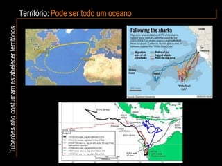 Território: Tubarões não costumam estabelecer territórios Pode ser todo um oceano 