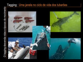 Tagging: O tagging desvenda rotas e épocas de movimento Uma janela no ciclo de vida dos tubarões 