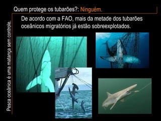 Quem protege os tubarões?: Ninguém. Pesca oceânica é uma matança sem controle. De acordo com a FAO, mais da metade dos tubarões oceânicos migratórios já estão sobreexplotados. 