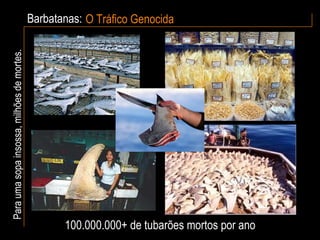 Barbatanas: O Tráfico Genocida Para uma sopa insossa, milhões de mortes. 100.000.000+ de tubarões mortos por ano 