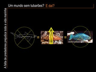 Um mundo sem tubarões? E daí? A falta de predadores prejudica toda a vida marinha = = 