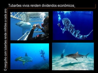 Tubarões vivos rendem dividendos econômicos   O mergulho com tubarões rende milhões a cada ano 