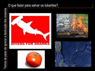 O que fazer para salvar os tubarões?   Temos de parar de ignorar a destruição dos oceanos 