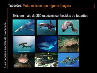 Tubarões:   Muito mais do que a gente imagina Uma pequena amostra da diversidade... Existem mais de 350 espécies conhecidas de tubarões 