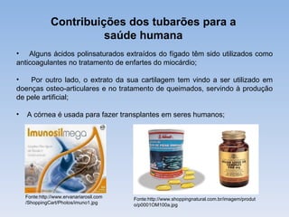 Contribuições dos tubarões para a
                         saúde humana
• Alguns ácidos polinsaturados extraídos do fígado têm sido utilizados como
anticoagulantes no tratamento de enfartes do miocárdio;

•   Por outro lado, o extrato da sua cartilagem tem vindo a ser utilizado em
doenças osteo-articulares e no tratamento de queimados, servindo à produção
de pele artificial;

•   A córnea é usada para fazer transplantes em seres humanos;




    Fonte:http://www.ervanariarosil.com   Fonte:http://www.shoppingnatural.com.br/imagem/produt
    /ShoppingCart/Photos/imuno1.jpg       o/p0001OM100a.jpg
 