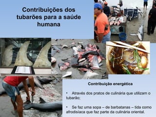 Contribuições dos
tubarões para a saúde
       humana




                            Contribuição energética

                • Através dos pratos de culinária que utilizam o
                tubarão;

                • Se faz uma sopa – de barbatanas – tida como
                afrodisíaca que faz parte da culinária oriental.
 